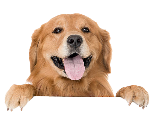 A Happy Dog