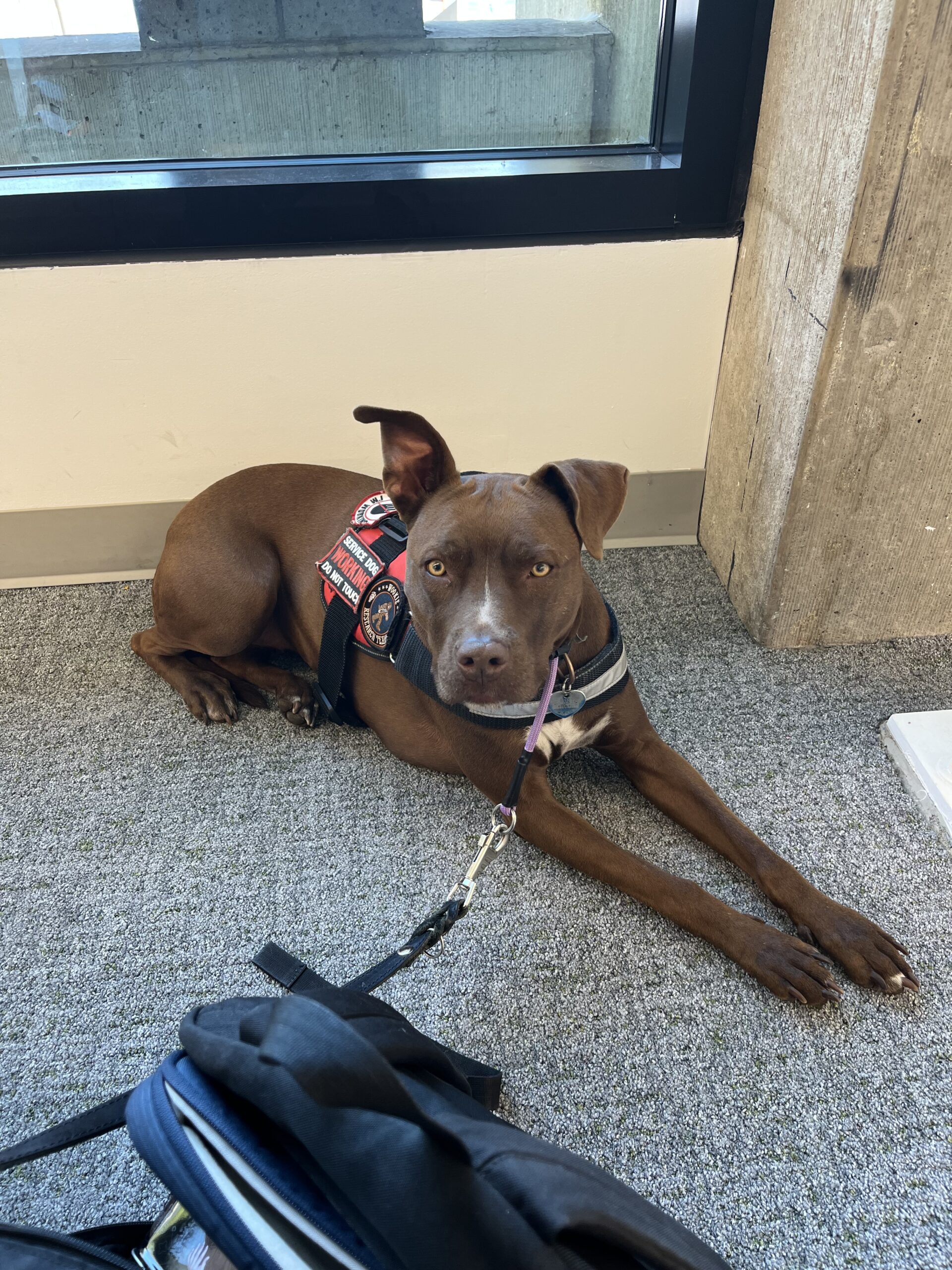 Service Dog Assessment
