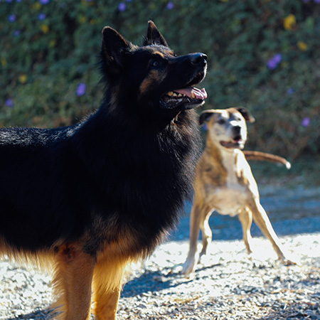 Translating Dog