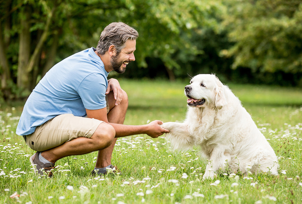 Understanding Your Dog TranslatingDog's Unique Approach to Canine Communication