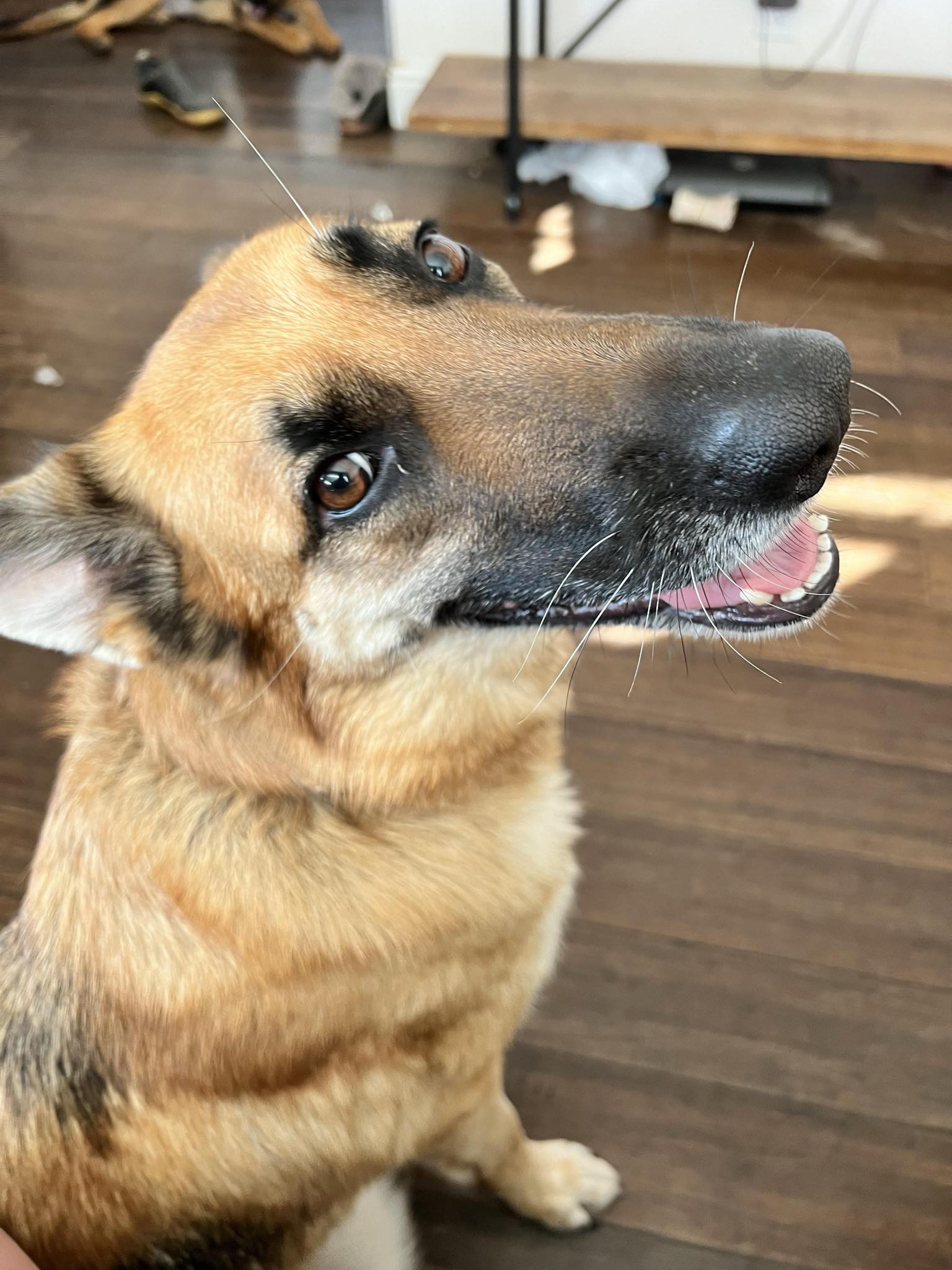 Sf Bay Area: Project Save Ariel!