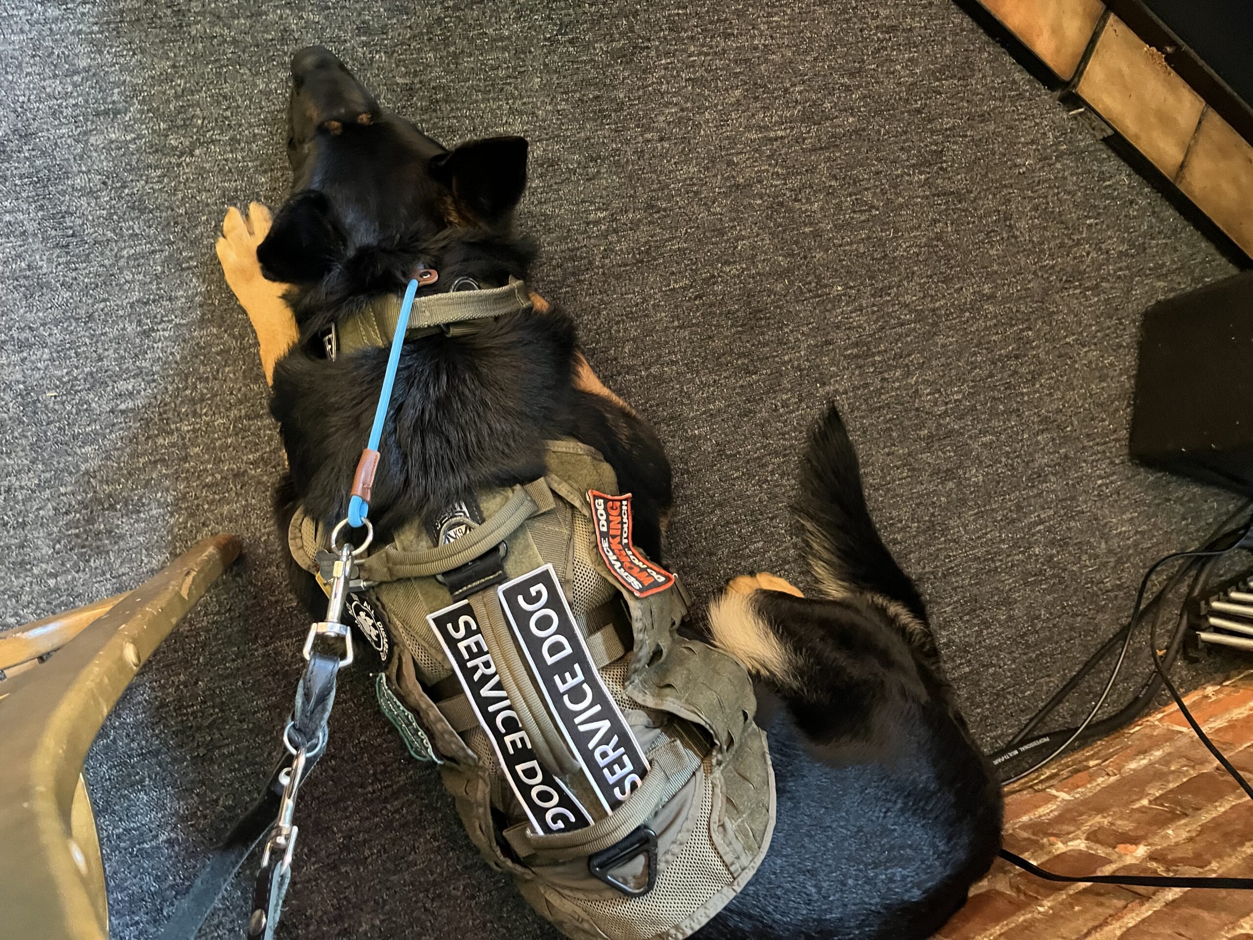 When Not To Make Your Dog Comfortable