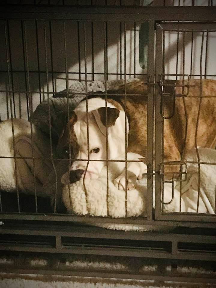 Crate Training - Calming A Barking Dog That Is Crate Trained
