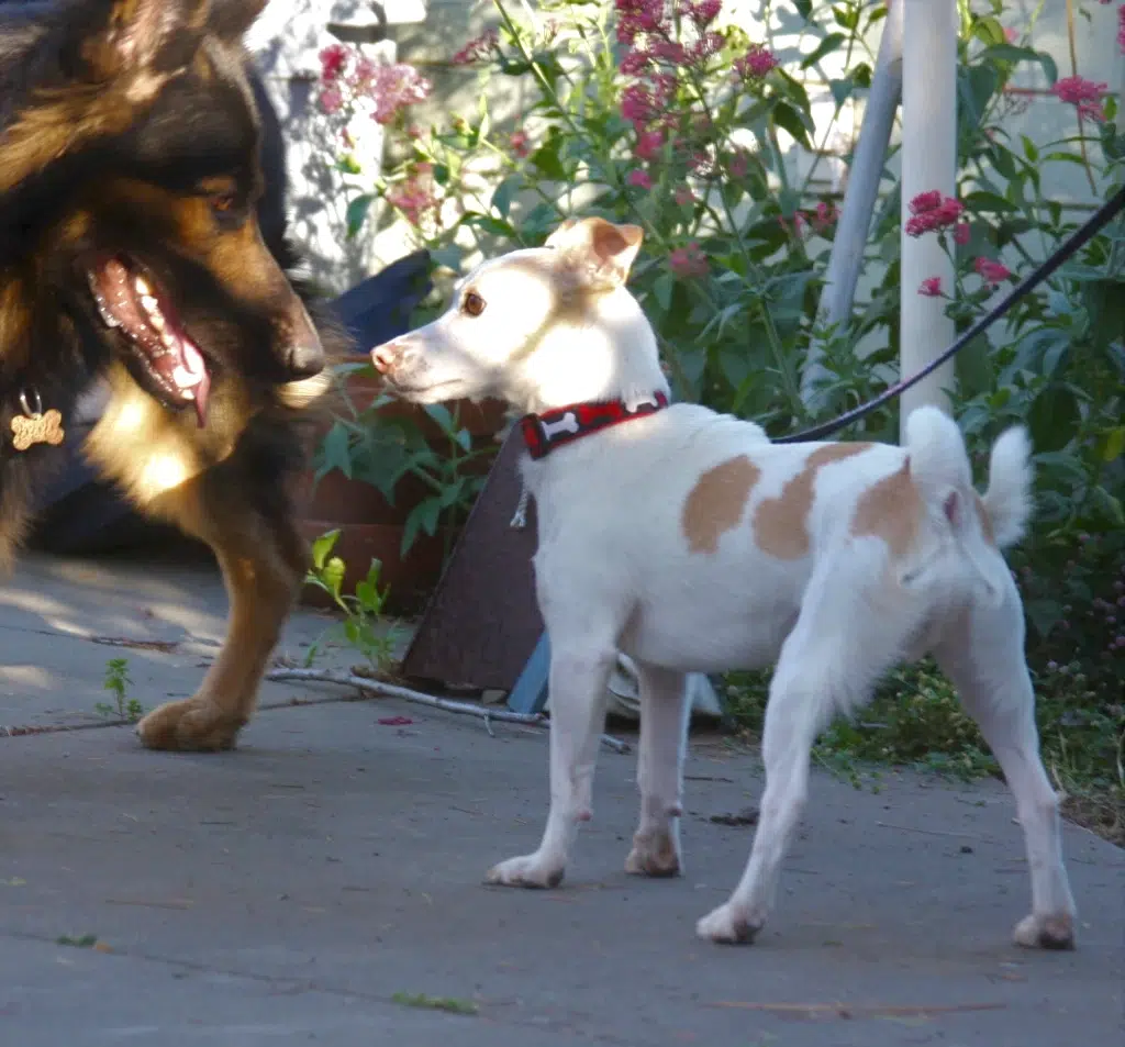 The smaller dog is inviting the larger dog to play